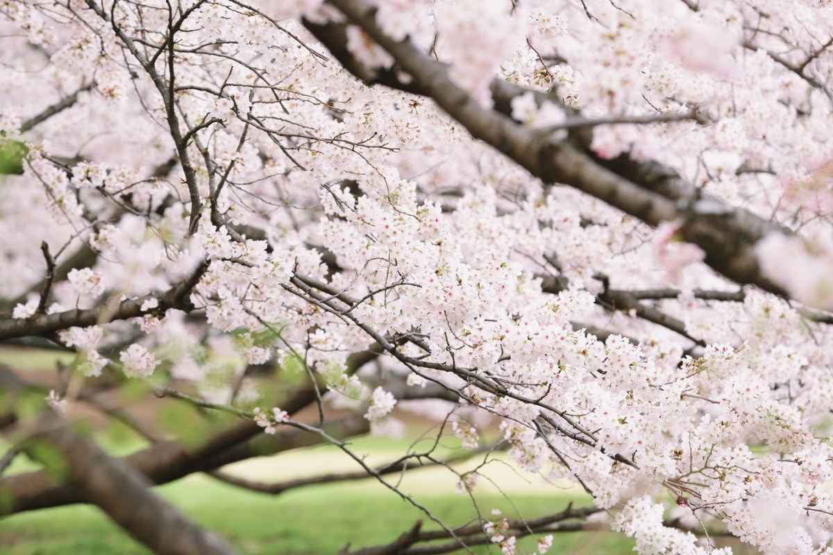 春の桜