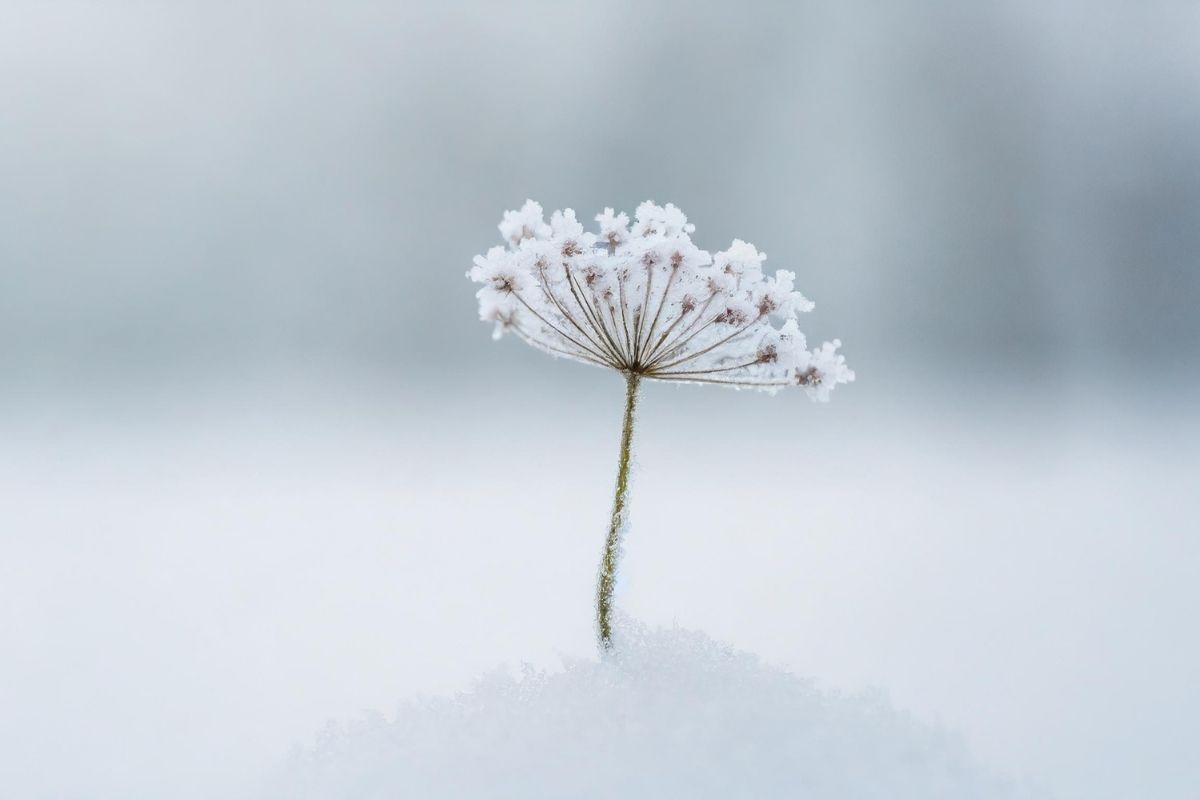 雪に覆われた枝の冷たい冬のイメージ